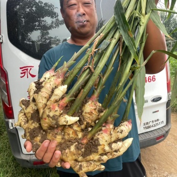 荐【河南鲜姜/坏烂全赔】（精品沙土姜-水洗姜-风干姜）