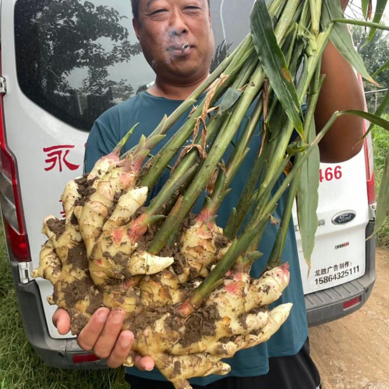 荐【河南鲜姜/坏烂全赔】（精品沙土姜-水洗姜-风干姜）