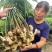 荐【河南鲜姜/坏烂全赔】（精品沙土姜-水洗姜-风干姜）