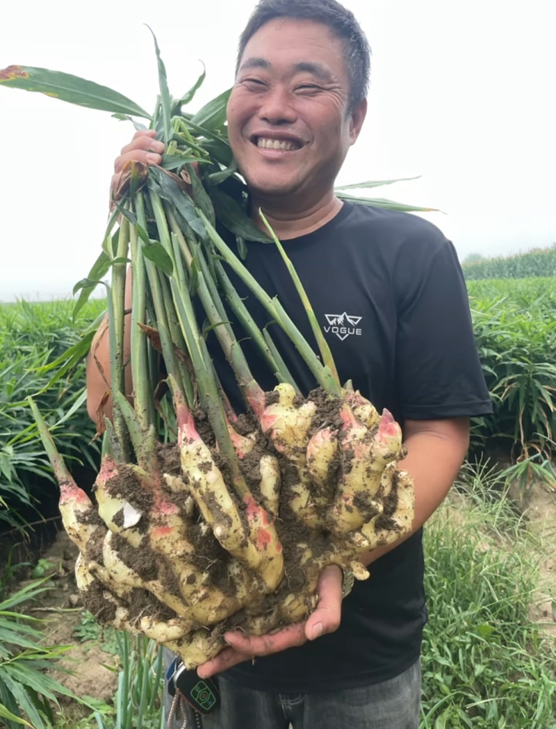 荐【河南鲜姜/坏烂全赔】（精品沙土姜-水洗姜-风干姜）