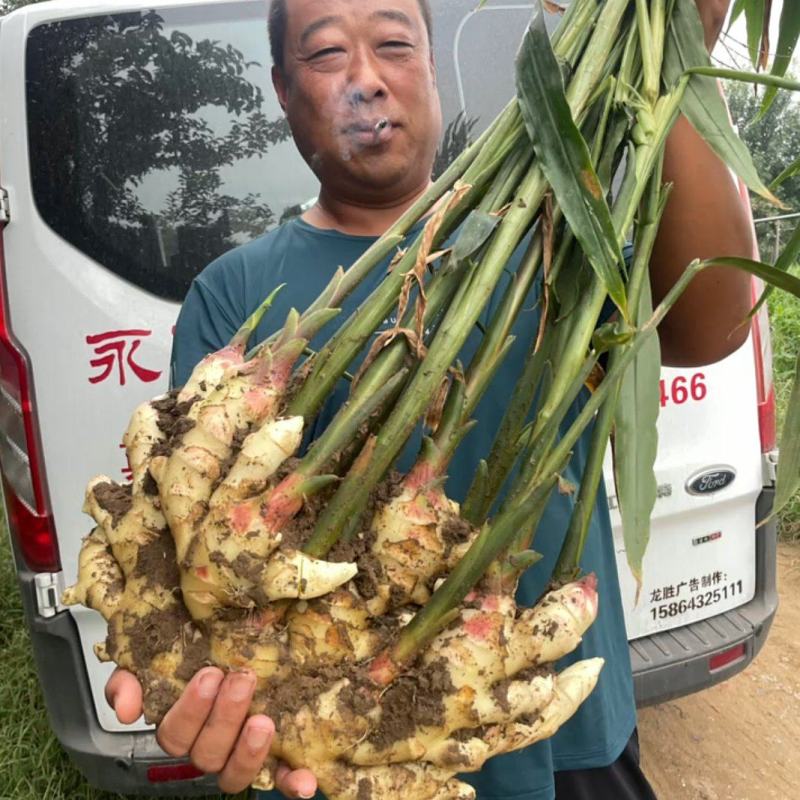 荐【安徽鲜姜/坏烂全赔】（精品沙土姜-水洗姜-风干姜）