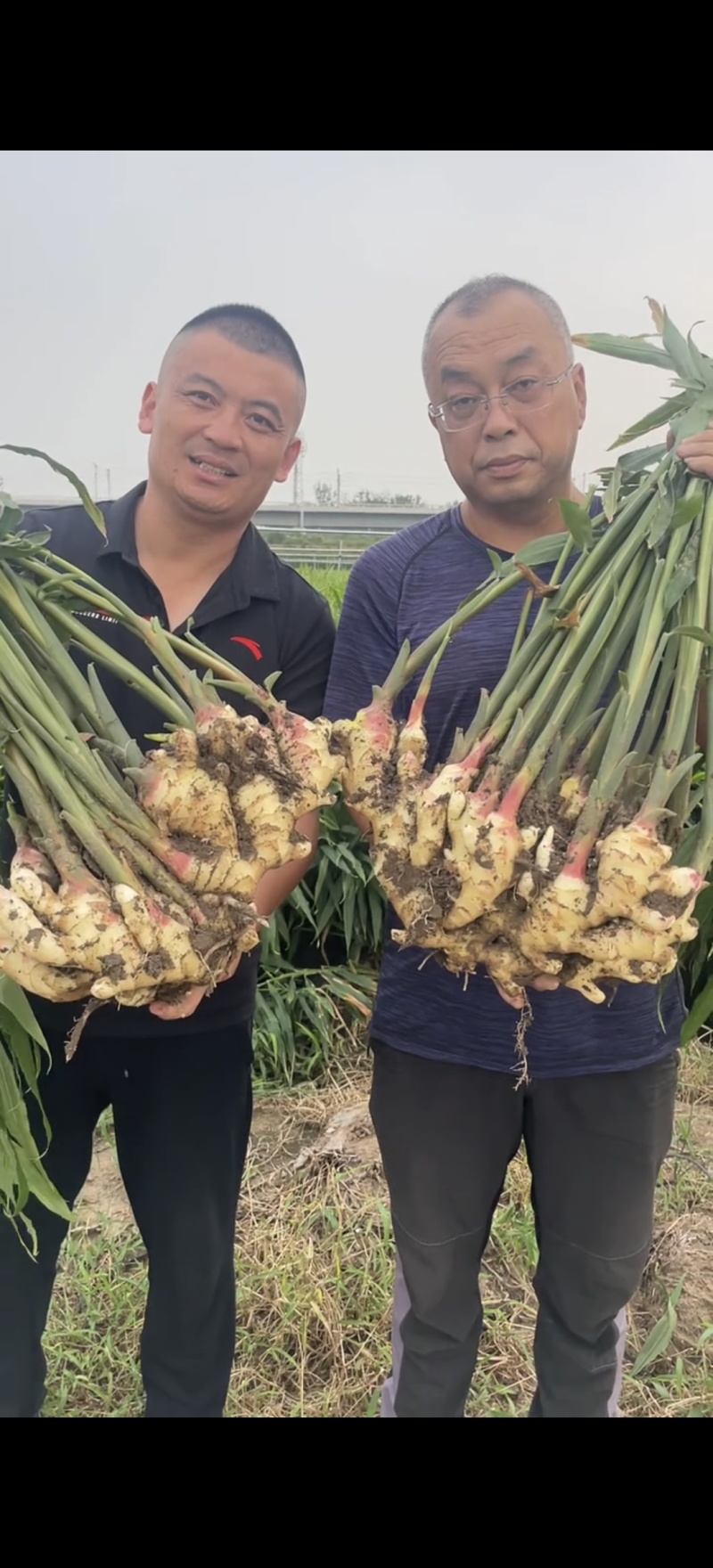 荐【安徽鲜姜/坏烂全赔】（精品沙土姜-水洗姜-风干姜）