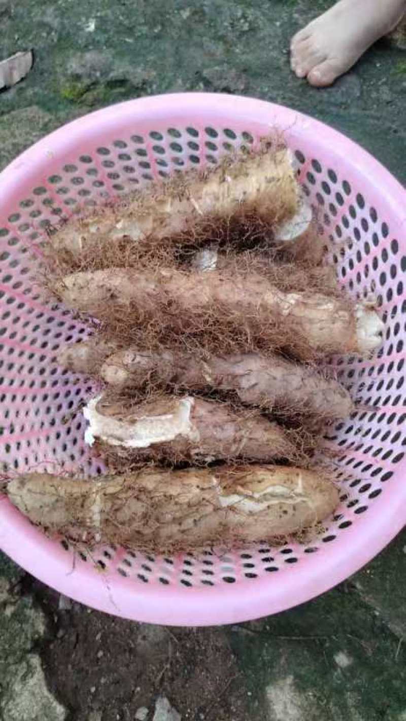 新鲜毛薯批发