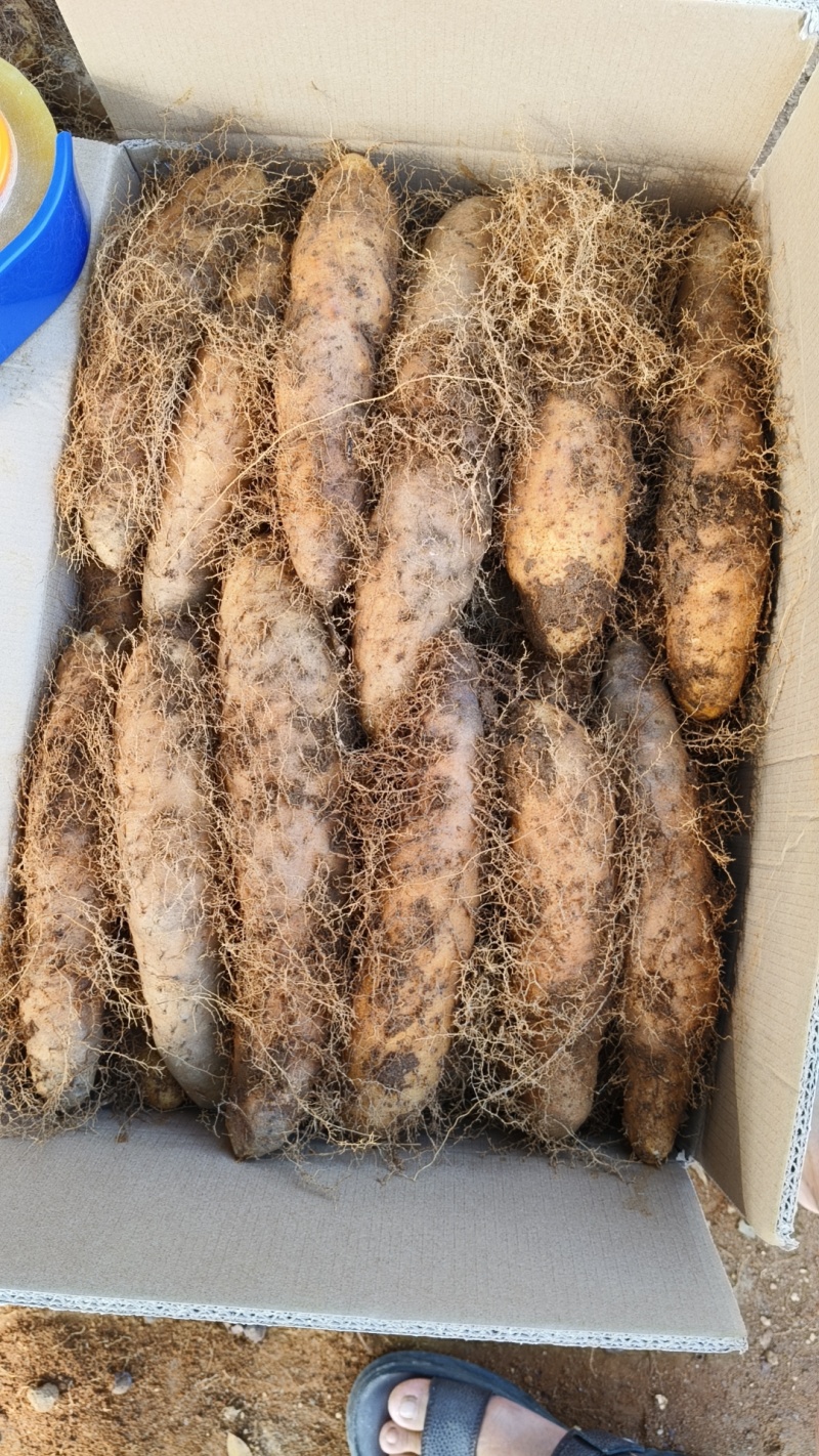 新鲜毛薯批发