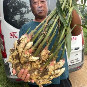 荐【河北鲜姜/坏烂全赔】（精品沙土姜-水洗姜-风干姜）