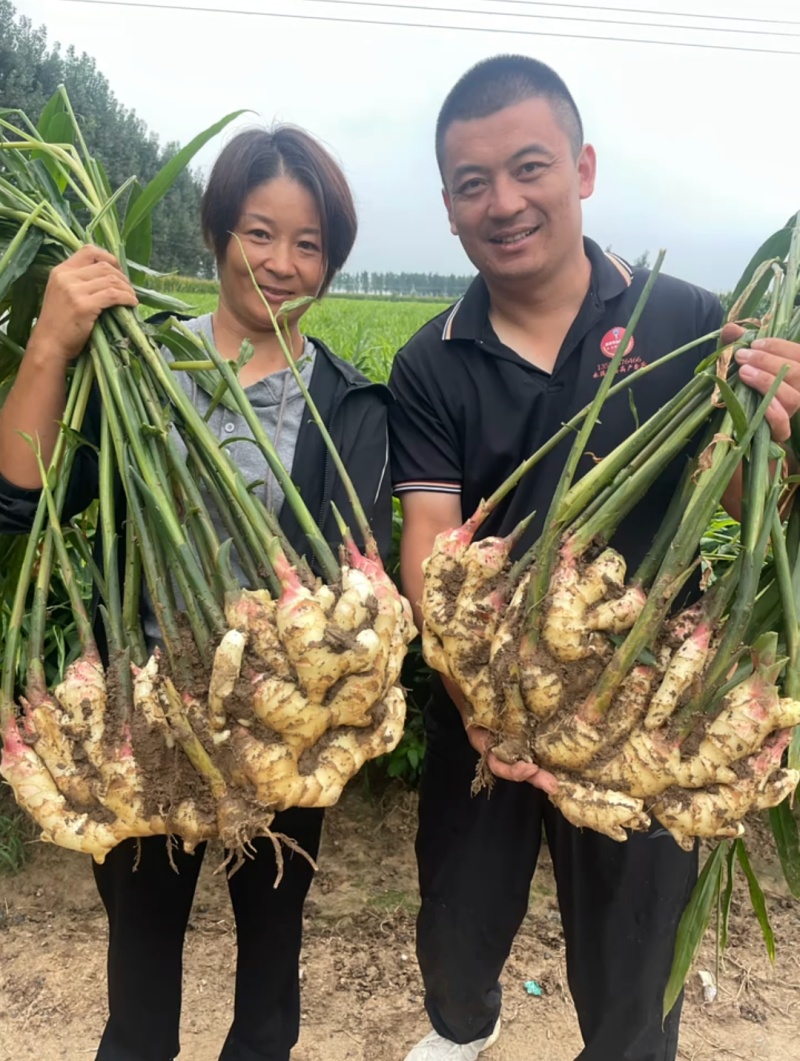 荐【河北鲜姜/坏烂全赔】（精品沙土姜-水洗姜-风干姜）