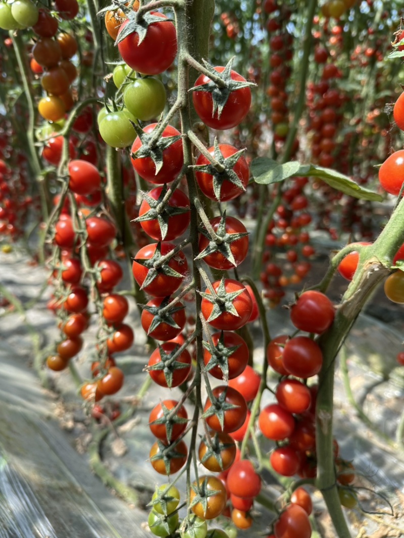 圣女果苗红色小番茄苗，基地直发品质保证