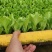 精品生菜苗