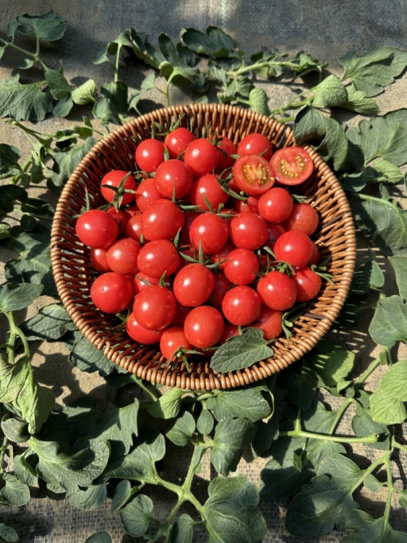 圣女果苗红色小番茄苗，基地直发品质保证