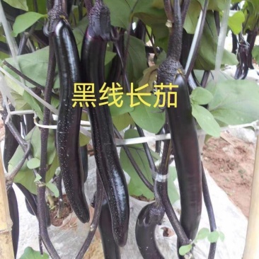 黑线长茄种子早熟杂交一代紫线茄细长抗病丰产甜糯