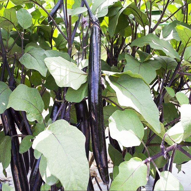 黑线长茄种子早熟杂交一代紫线茄细长抗病丰产甜糯