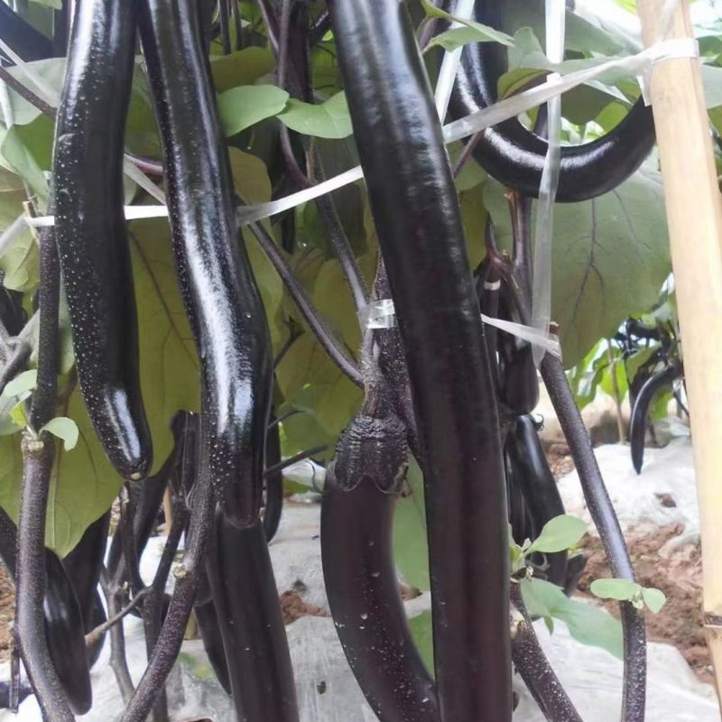 黑线长茄种子早熟杂交一代紫线茄细长抗病丰产甜糯