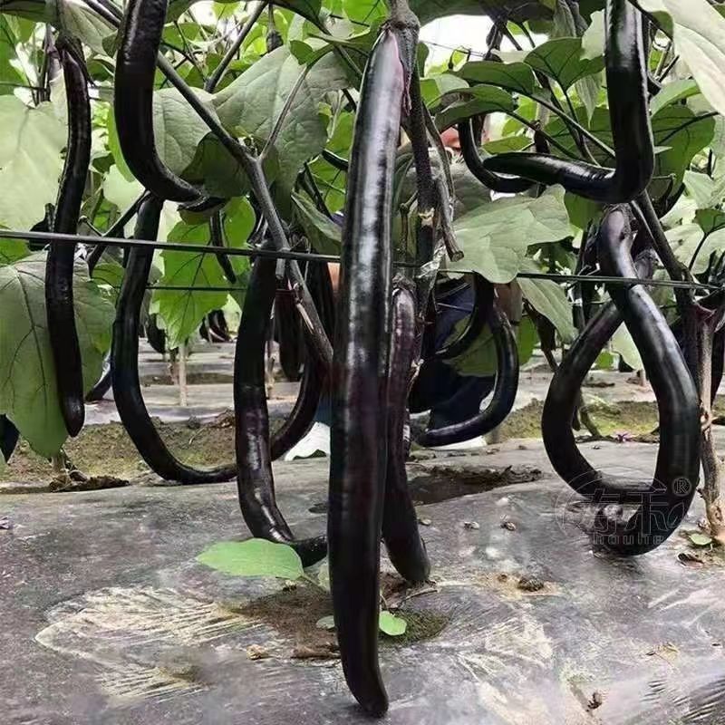 黑线长茄种子早熟杂交一代紫线茄细长抗病丰产甜糯
