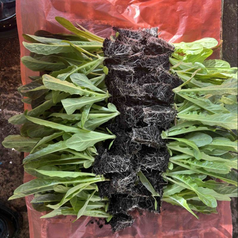 莴笋苗紫香玉苗好无病根系发达成活率高耐寒