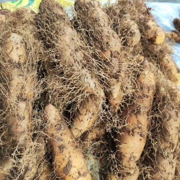 电商货新鲜毛薯山药