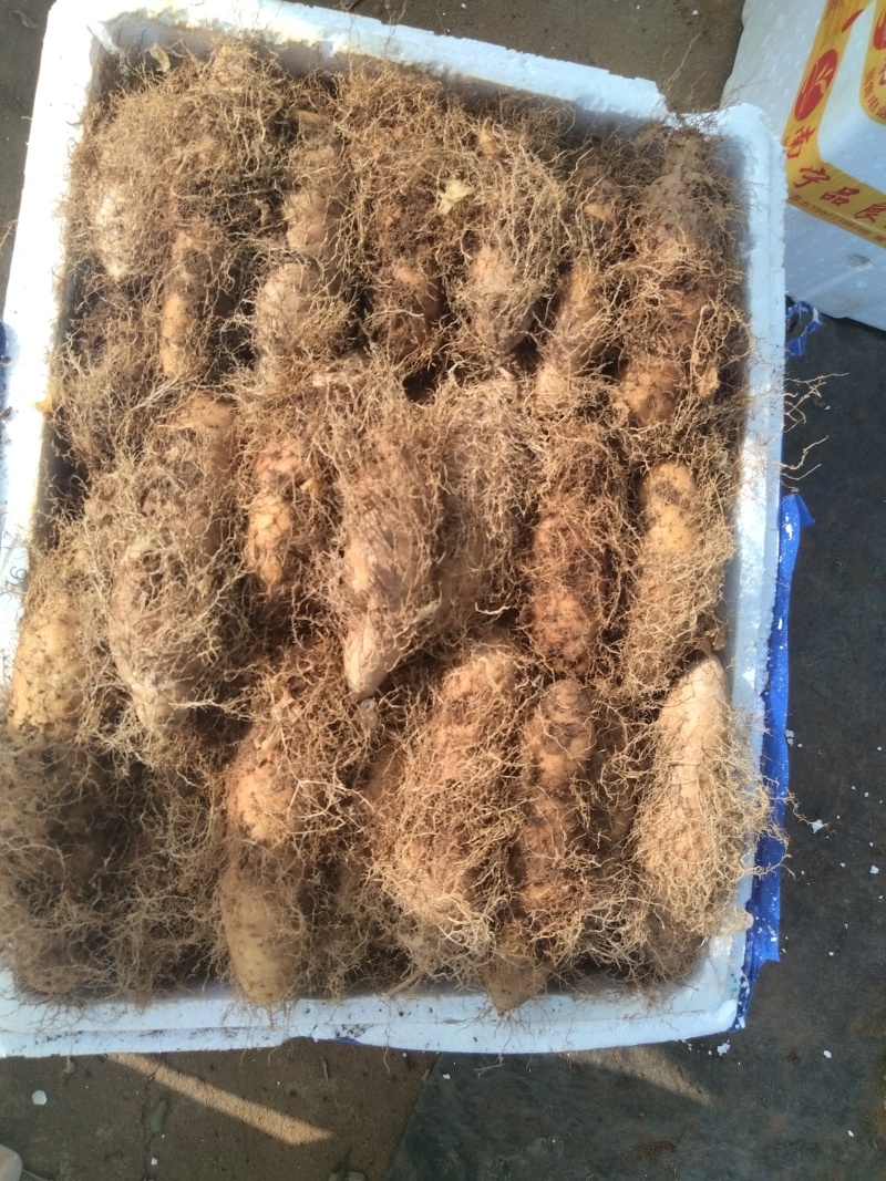 电商货新鲜毛薯山药