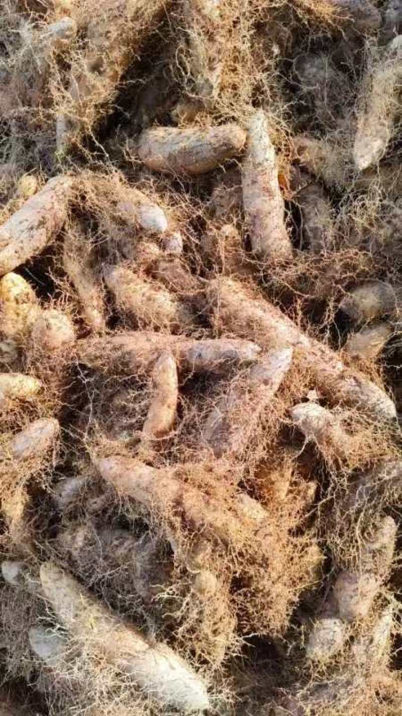 电商货新鲜毛薯山药