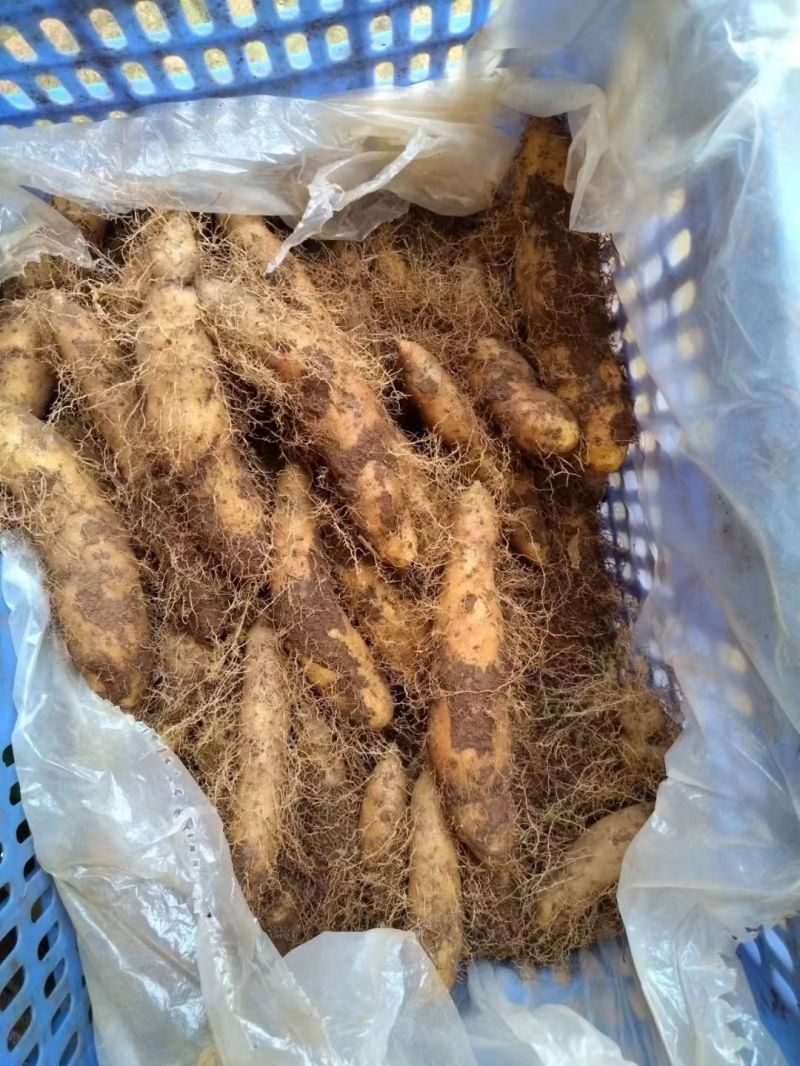 电商货新鲜毛薯山药
