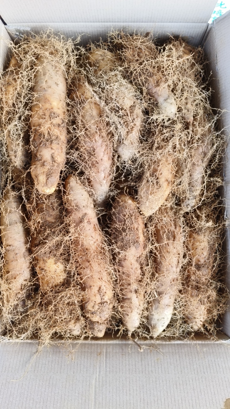 电商货新鲜毛薯山药