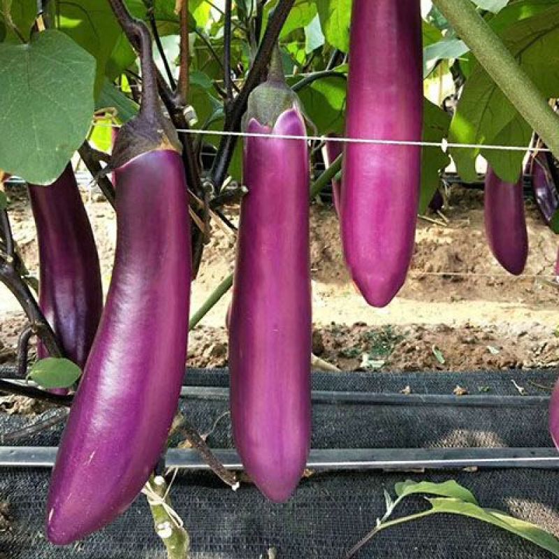 粤茄红紫龙茄子种子丰产抗病耐贮运农家菜园大田四季播种蔬菜