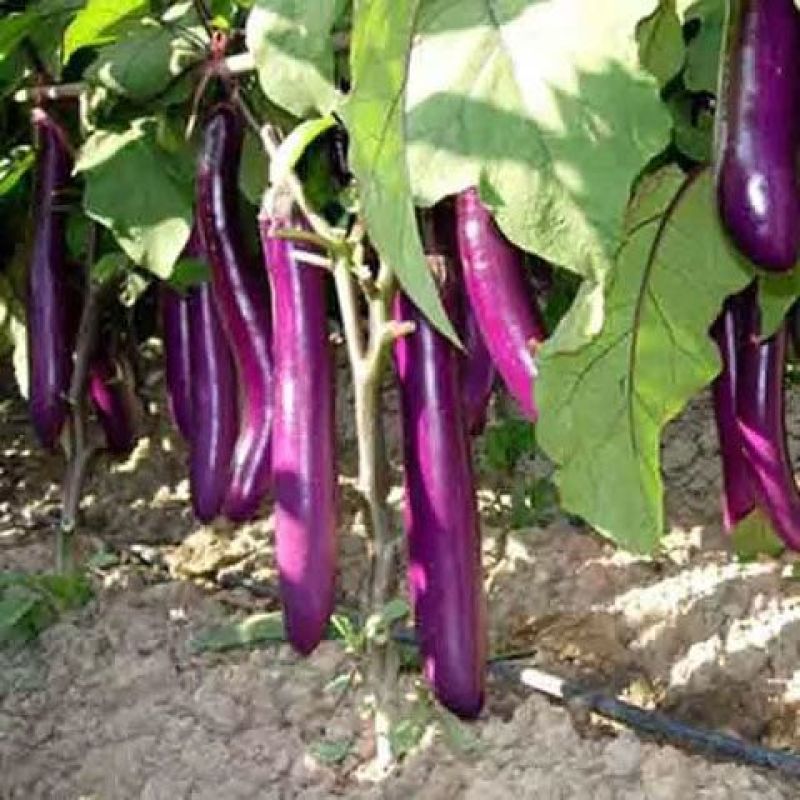 粤茄红紫龙茄子种子丰产抗病耐贮运农家菜园大田四季播种蔬菜