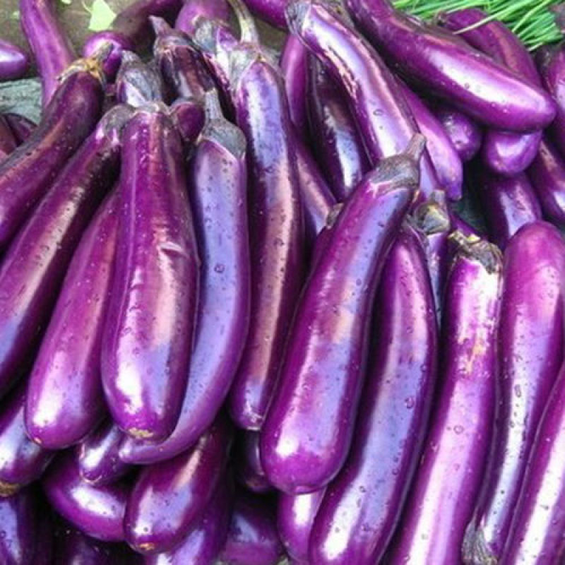 粤茄红紫龙茄子种子丰产抗病耐贮运农家菜园大田四季播种蔬菜