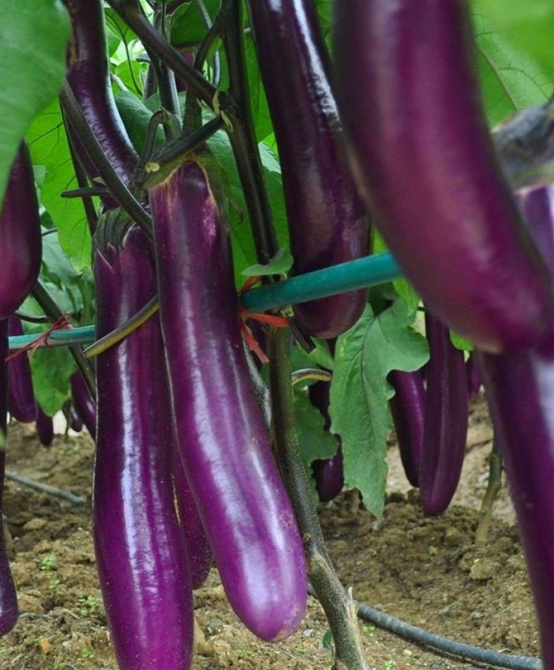 粤茄红紫龙茄子种子丰产抗病耐贮运农家菜园大田四季播种蔬菜