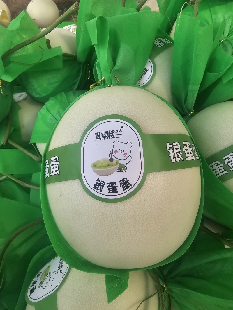 玉菇哈密瓜甘肃玉门产地协助找车甘肃代办一手货源