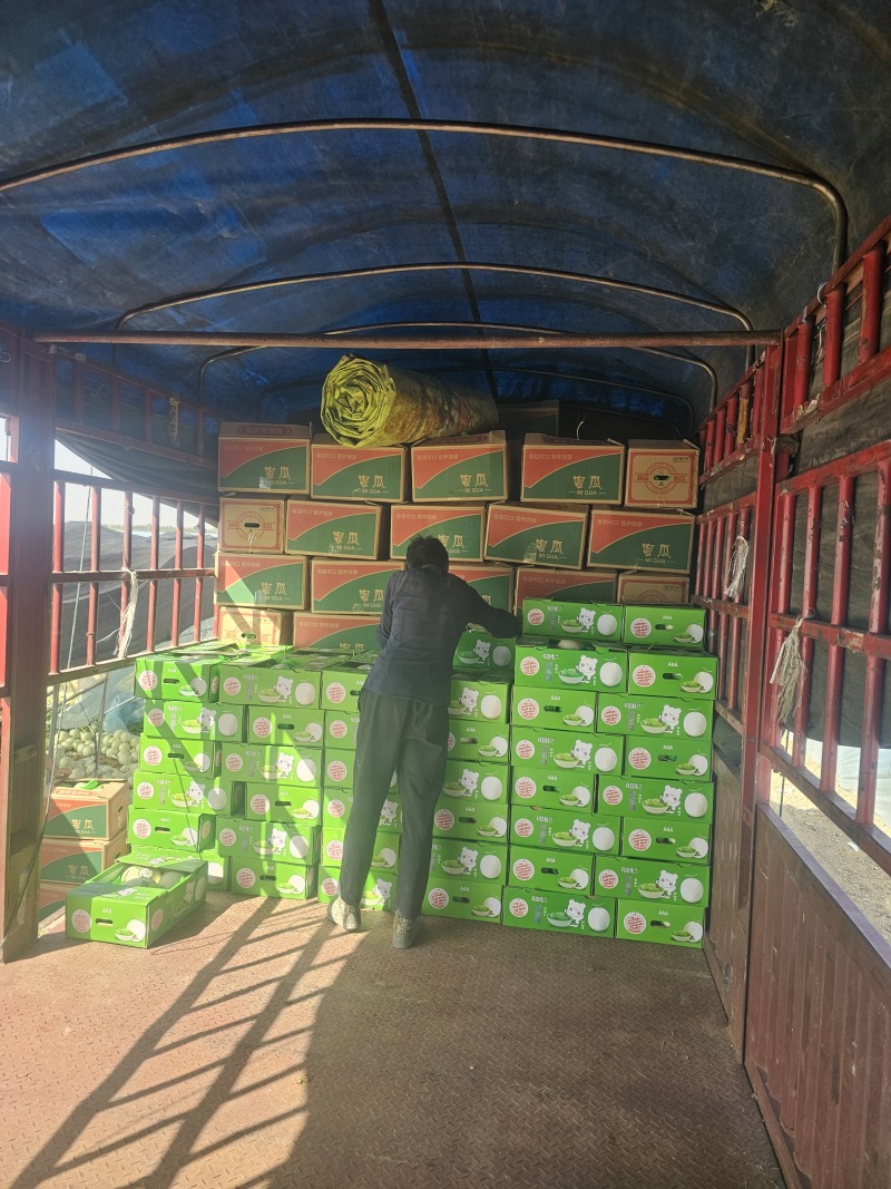 玉菇哈密瓜甘肃玉门产地协助找车甘肃代办一手货源