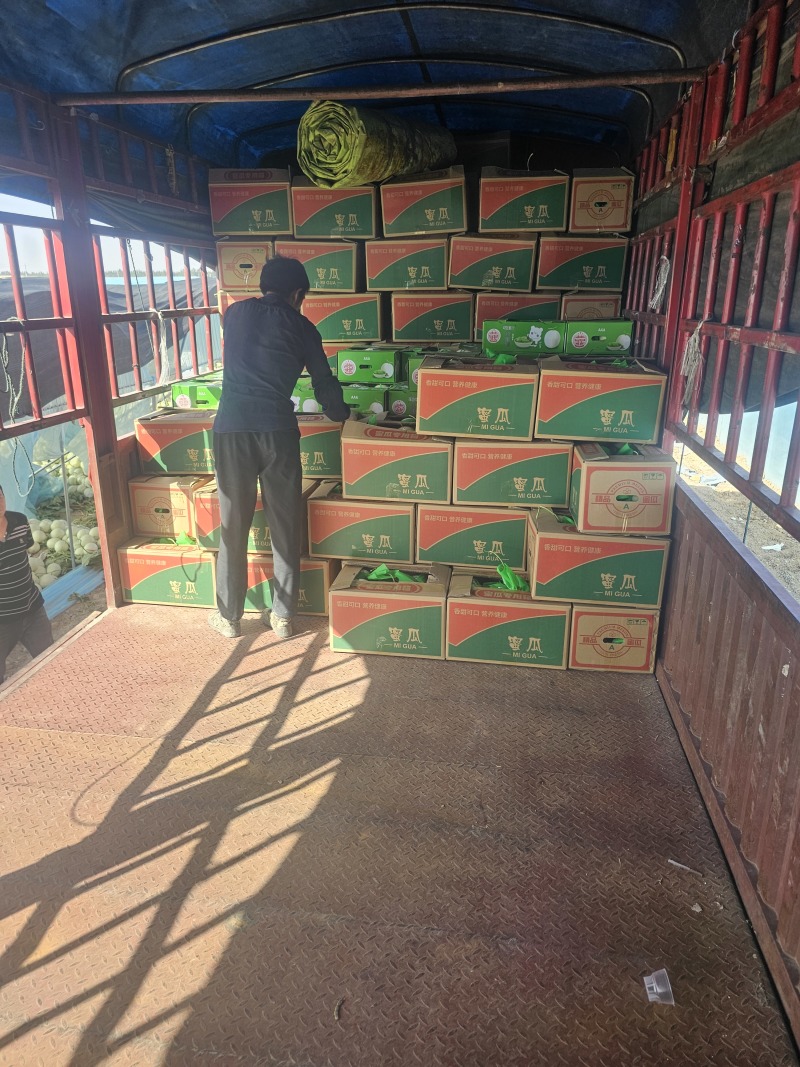 玉菇哈密瓜甘肃玉门产地协助找车甘肃代办一手货源