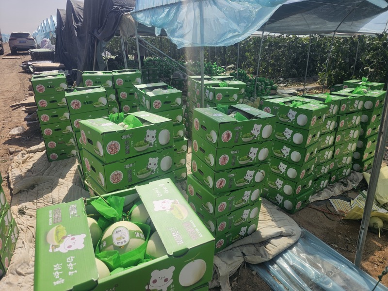 玉菇哈密瓜甘肃玉门产地协助找车甘肃代办一手货源
