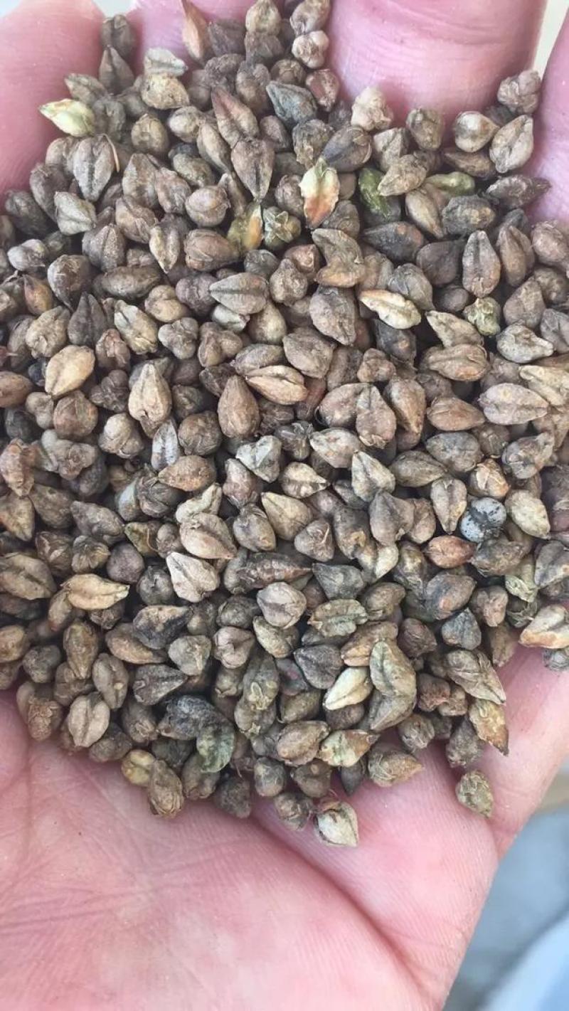苦乔初级农产品，量大价格低，满足工厂加工需求