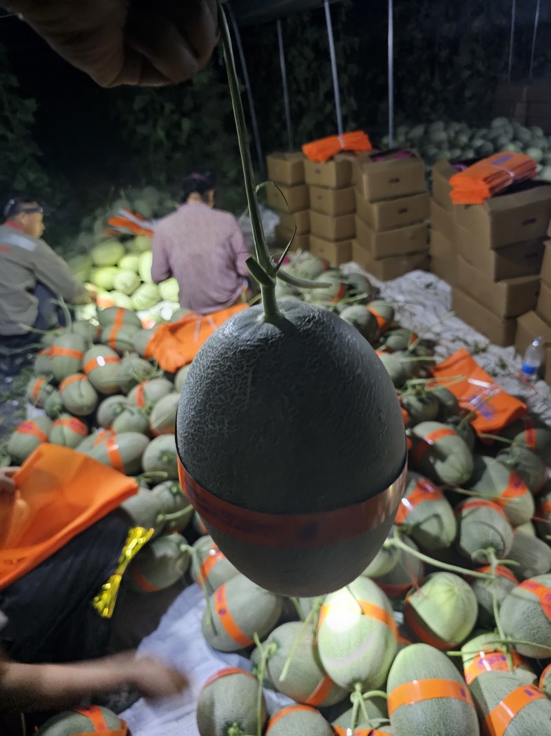 甘肃玉门哈密瓜代办玉门哈密瓜全国发货糖度16全国发货