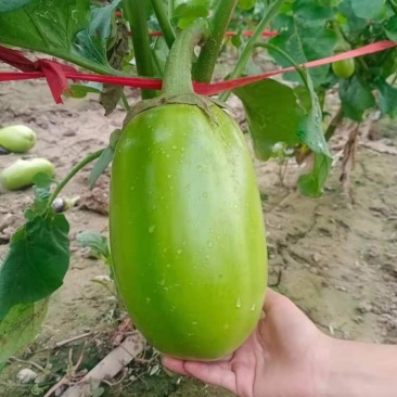 绿宝206茄子种子绿茄灯泡茄种子春秋季蔬菜种子油绿大果
