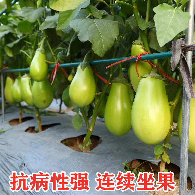 绿宝206茄子种子绿茄灯泡茄种子春秋季蔬菜种子油绿大果