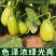 绿宝206茄子种子绿茄灯泡茄种子春秋季蔬菜种子油绿大果