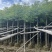 香樟树米径10公分到12公分产地直销行道树园林绿化