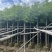 香樟树米径10公分到12公分产地直销行道树园林绿化