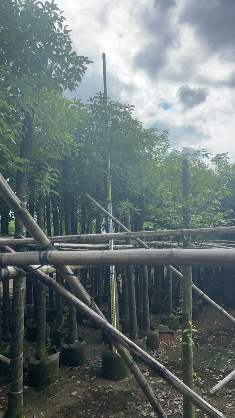 香樟树米径10公分到12公分产地直销行道树园林绿化