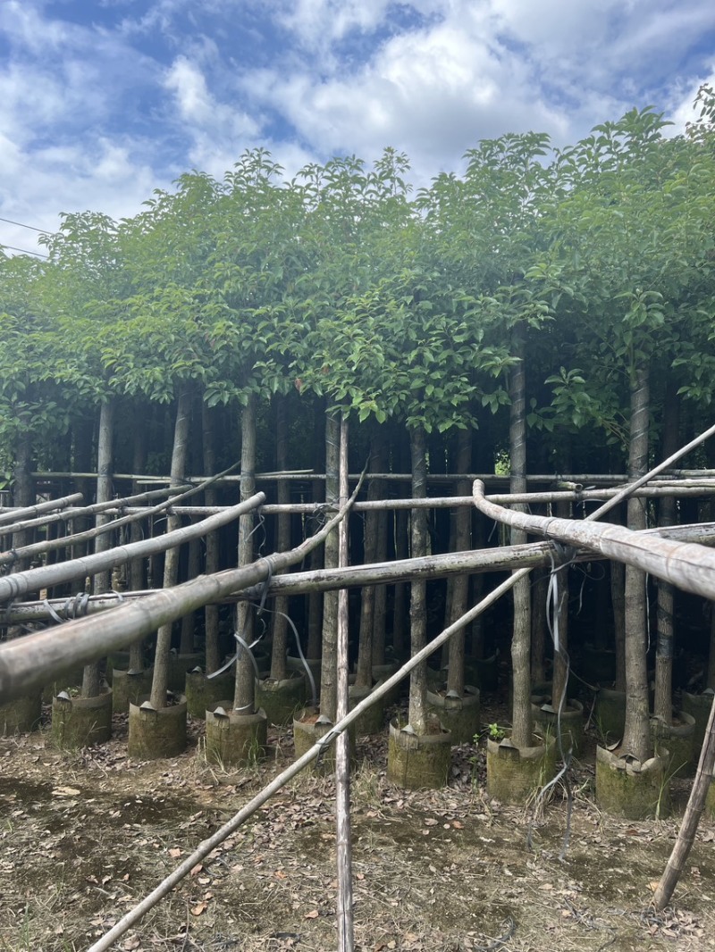 香樟树米径10公分到12公分产地直销行道树园林绿化