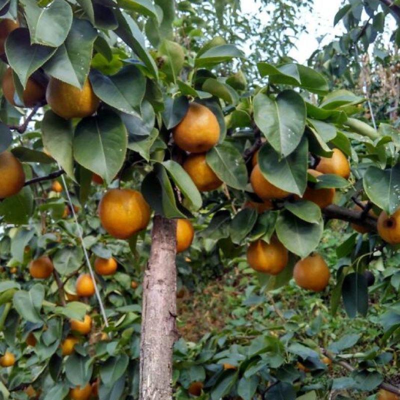 金翠香梨