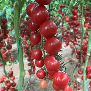 航丰甜禧2号高秧粉红小番茄种子早春越夏耐热新品种口感好