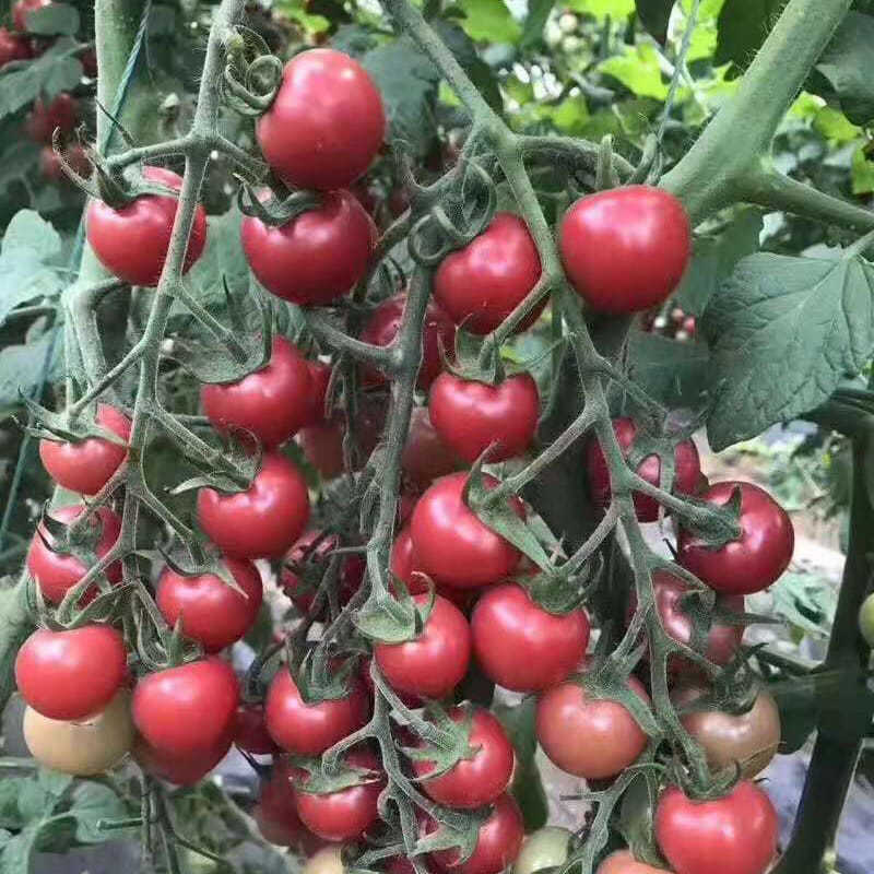 航丰甜禧2号高秧粉红小番茄种子早春越夏耐热新品种口感好