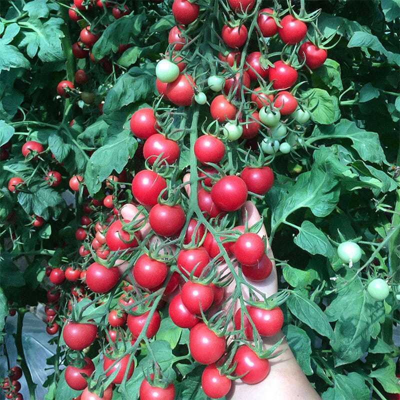 航丰甜禧2号高秧粉红小番茄种子早春越夏耐热新品种口感好