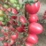 航丰甜禧2号高秧粉红小番茄种子早春越夏耐热新品种口感好