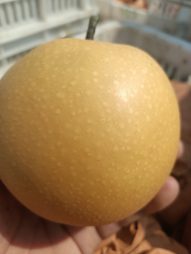 秋月梨