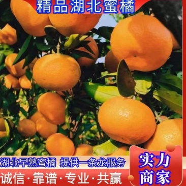 小叶橘，早熟蜜橘果型扁平光滑，细腻甜润，多汁，入口即化