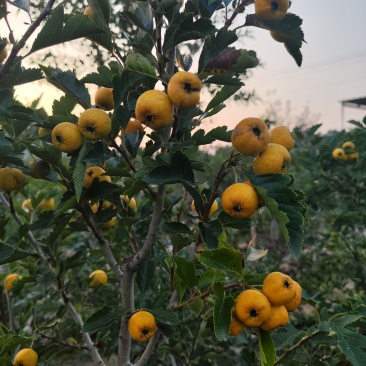 ，山楂盆栽，山里红盆栽观赏树