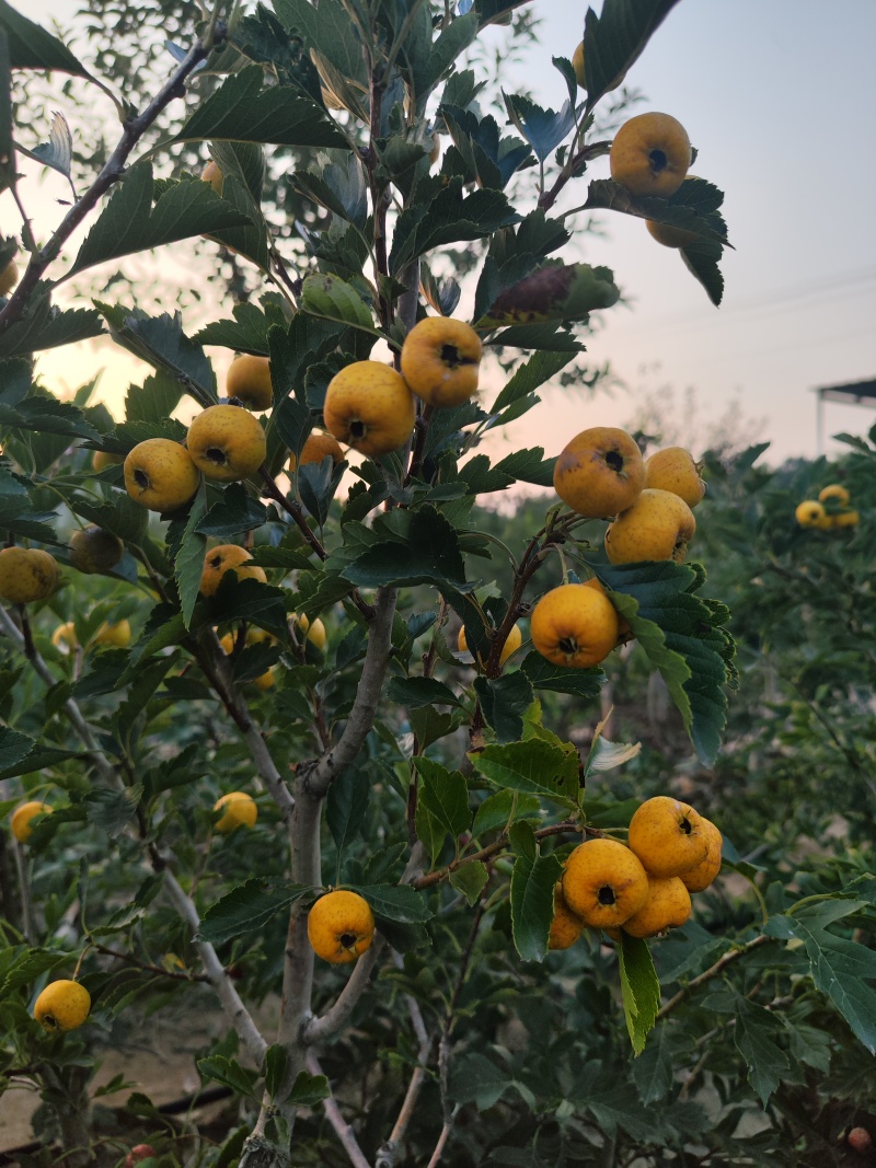 ，山楂盆栽，山里红盆栽观赏树