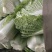 保定黄心白菜，下地装，价格透明，公平交易